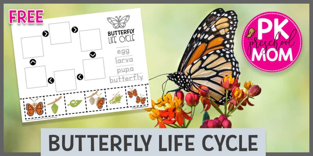 butterflylifecycleprintables