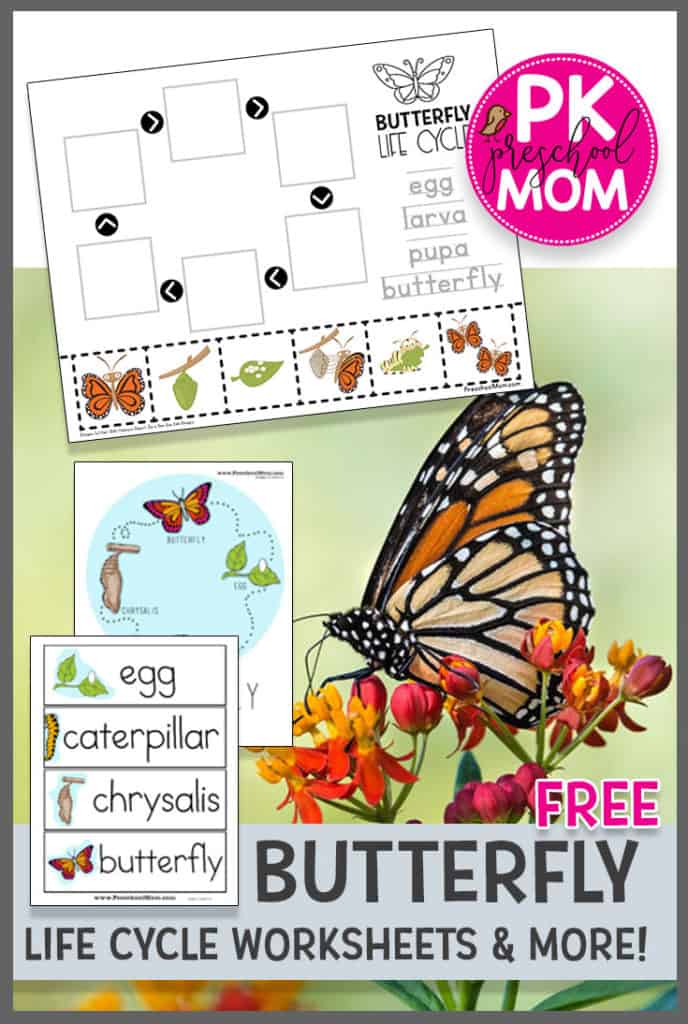 Life Cycle Of A Butterfly Worksheet Preschool Mom